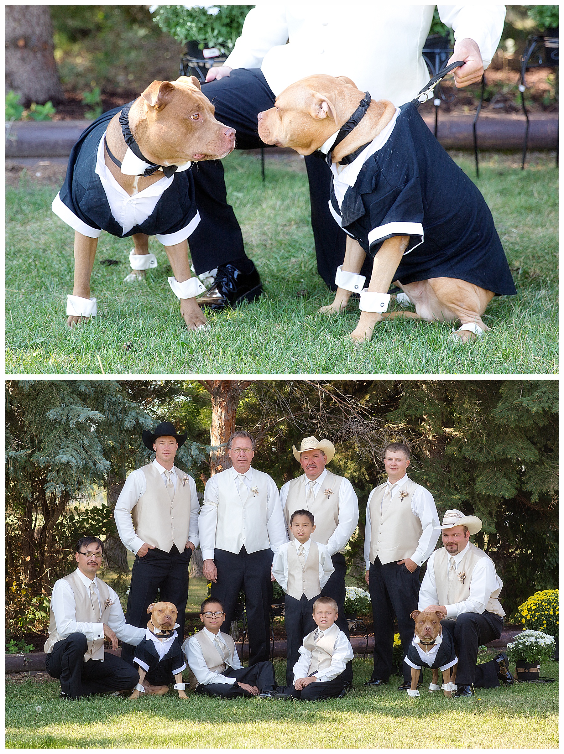 pit bull dogs in wedding party