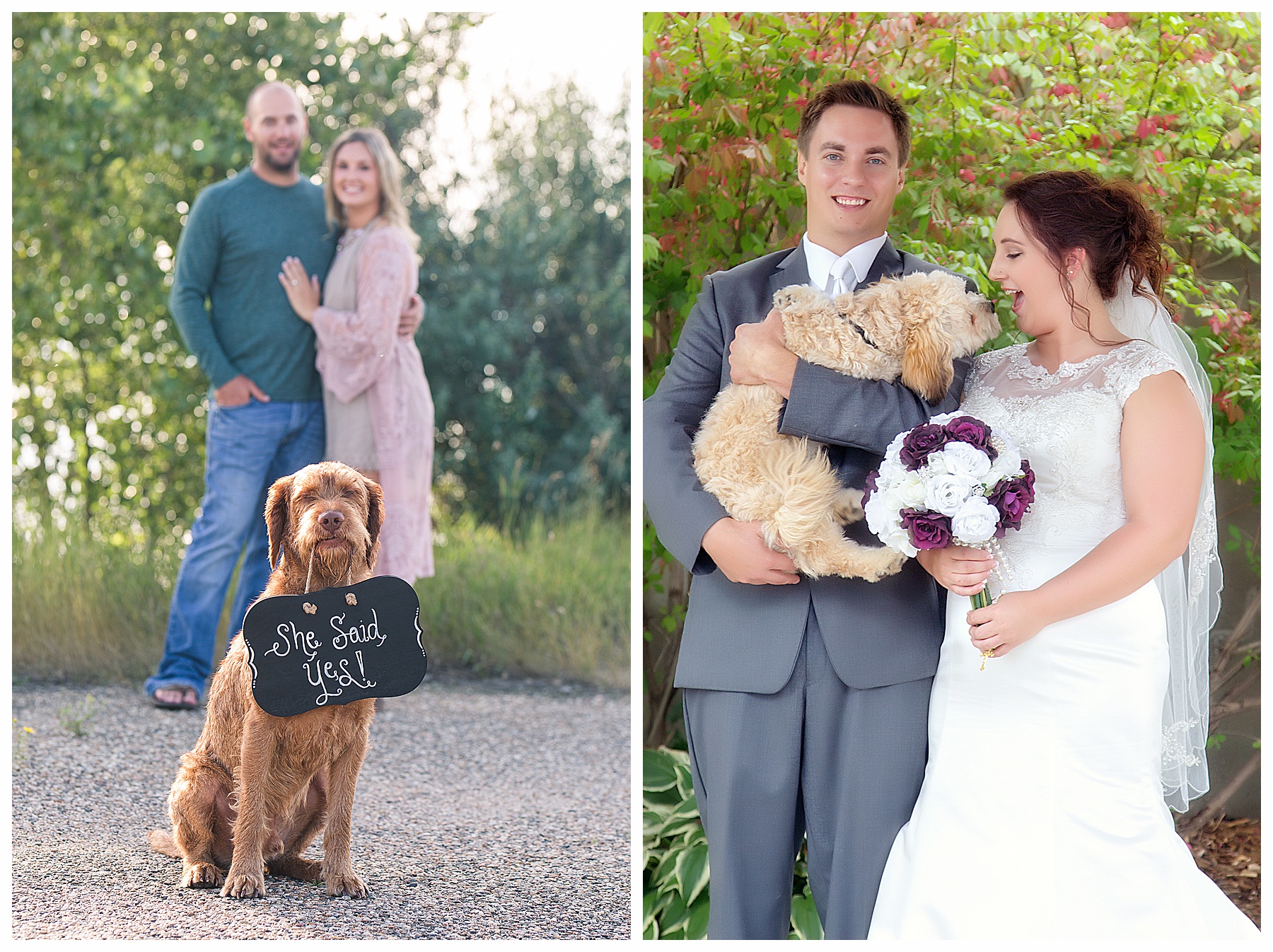 Engagement and wedding pictures with dogs