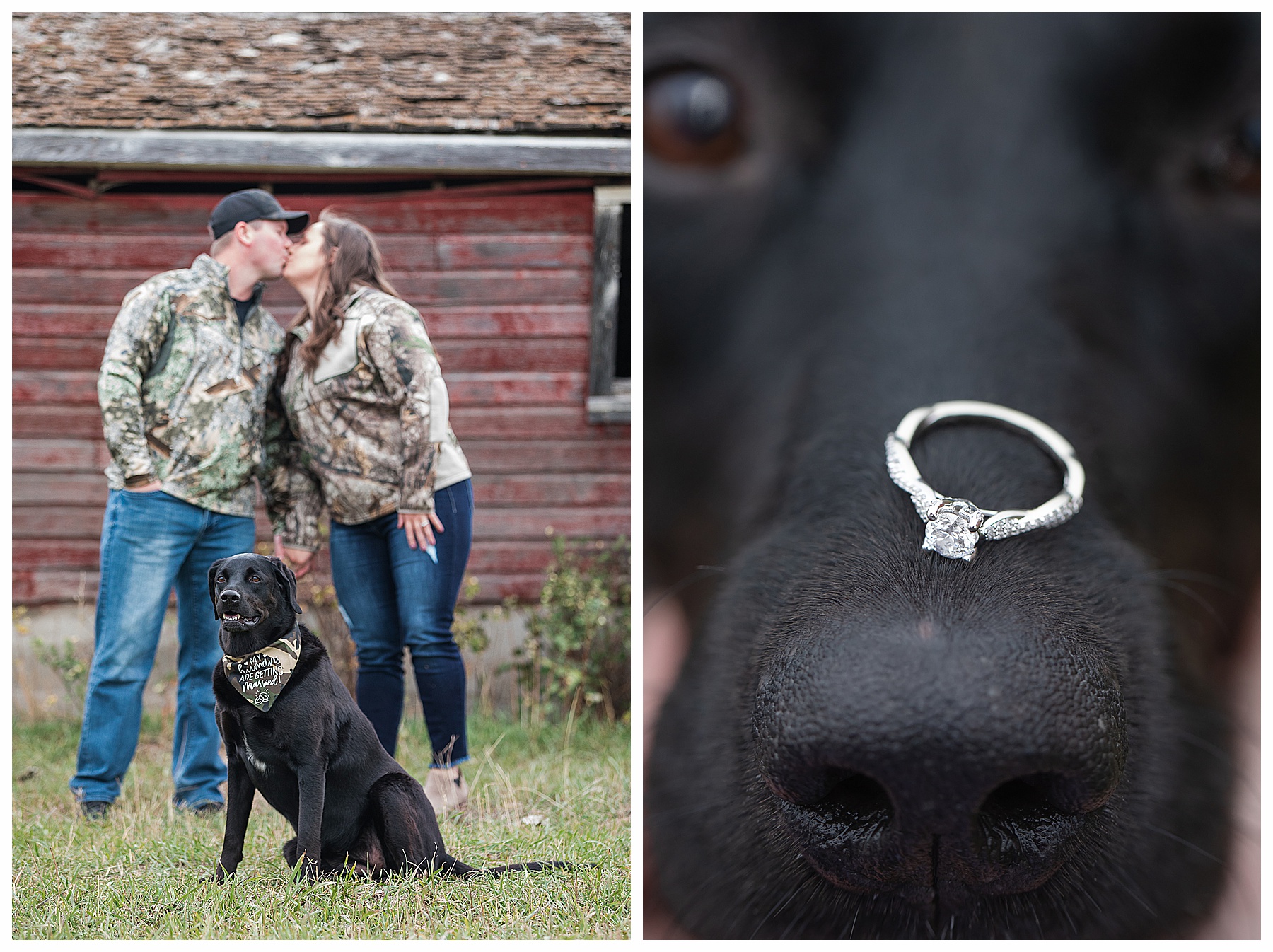 dog with engagement ring on its nose